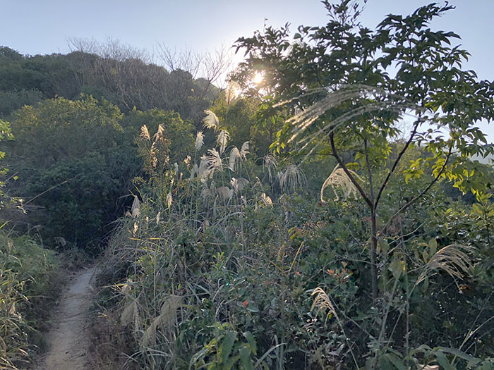 四百岭单从荒野茶山路野路.jpg