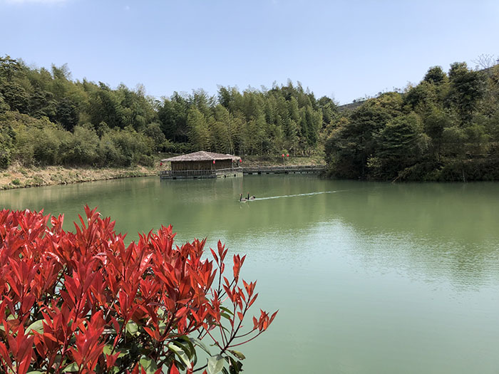 天湖白茶庄园景点坐忘亭.jpg 天湖白茶庄园景点坐忘亭.jpg