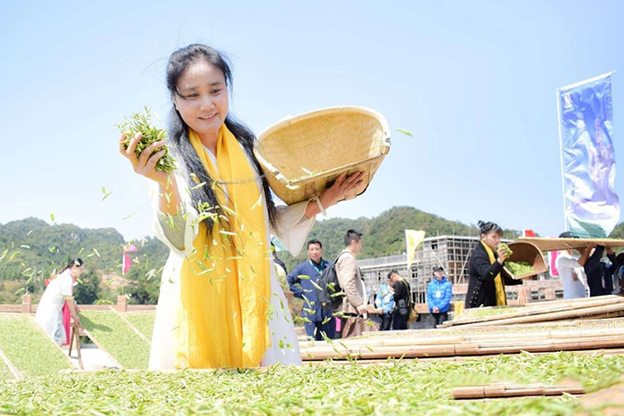 白茶仙子天虎集团副董事长施女士2.jpg 白茶仙子天虎集团副董事长施女士2.jpg